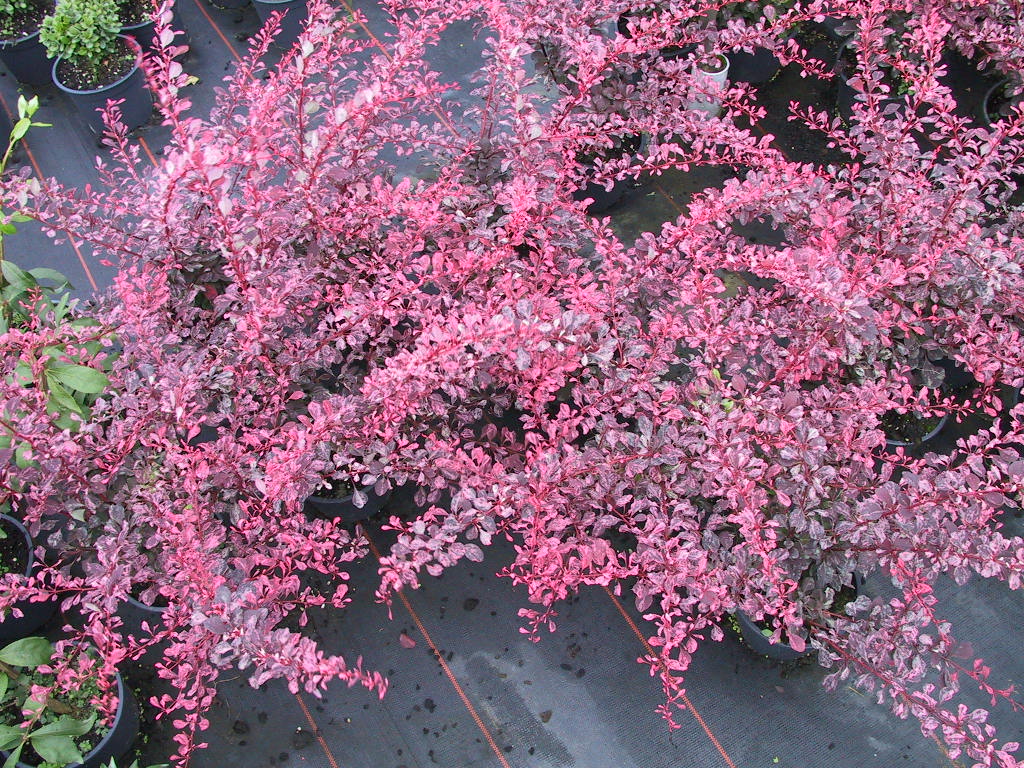 Berberis thunbergii Rose Glow.jpg